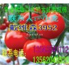 大量供應(yīng)以色列大紅西紅柿