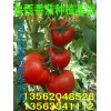 大量供應(yīng)番茄（西紅柿）
