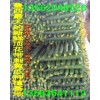大量供應(yīng)頂花帶刺黃瓜