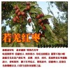 批發 新疆紅棗 新疆大棗 若羌紅棗 若羌灰棗