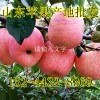 紅富士蘋果價格 山東紅富士蘋果產地批發價格