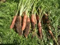 蘭州沃特萊斯生物種植基地照片