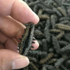 遼參速發(fā)海參廠家直銷批發(fā)定制